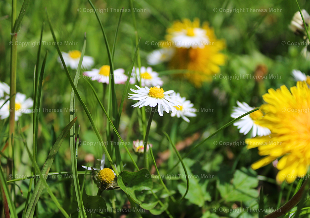 Gänseblümchen  | Naturpuls - Realisiert mit Pictrs.com
