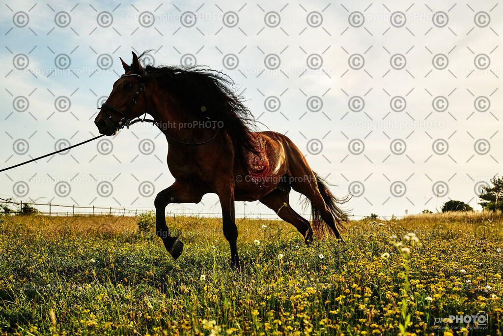 392_202406_Niki-Herodes_NZ9_0409 | proPHOTO - Realisiert mit Pictrs.com