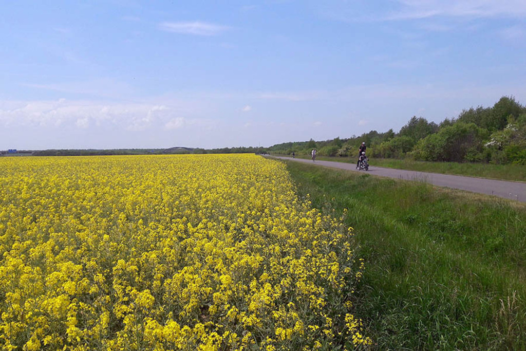 Foto: Leipzig - Markkleeberger See - Rundweg | Das Team hinter BILDLEXIKON LEIPZIG bündelt historische wie aktuelle Informationen über die Stadt Leipzig in Text und Bild auf einer Plattform und stellt diese der interessierten Öffentlichkeit zur Verfügung.