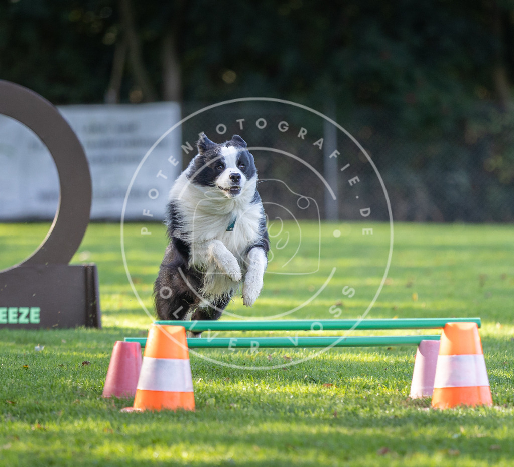 Pfotenfotografie.de_DV3A3689 | Hundefotografie, Tierfotograf, Pfotenfotografie, Fotoshooting Hund, Hunde Portrait, Hundesport, Hundeportraits, Heideshooting, Hunde, Sportfotograf, Hundefotograf, Turnierhundsport, THS, canicross - Realisiert mit Pictrs.com