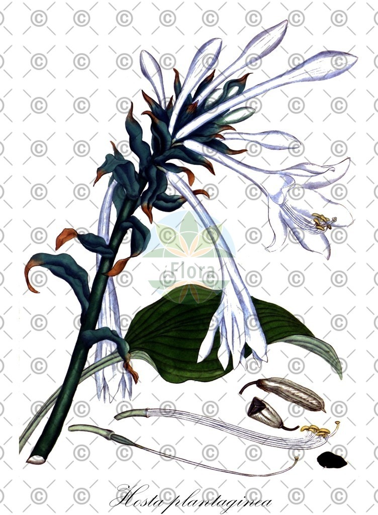 HistAbb_wfo-0000215138_1_ENZY_Simple | Historische Abbildung von Hosta plantaginea - Asparagaceae | Historical Illustration of Hosta plantaginea - Asparagaceae (august-lily;fragrant plantain-lily)