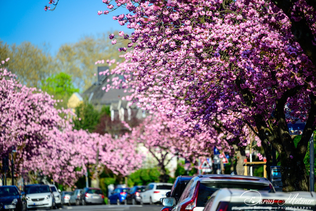 DSC_8562 | Fotografien, Fotos und Bilder aus Mainz, Frankfurt, Wiesbaden und anderen Orten auf der Welt - Fotografiert von Darius Metzner