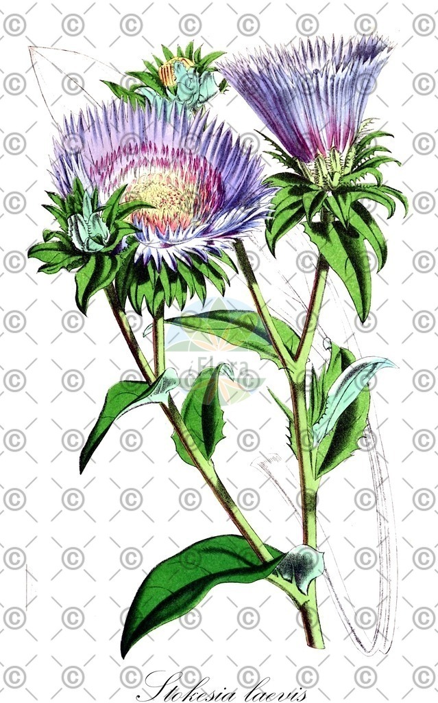 HistAbb_wfo-0000431224_2_ENZY_Simple | Historische Abbildung von Stokesia laevis - Asteraceae | Historical Illustration of Stokesia laevis - Asteraceae