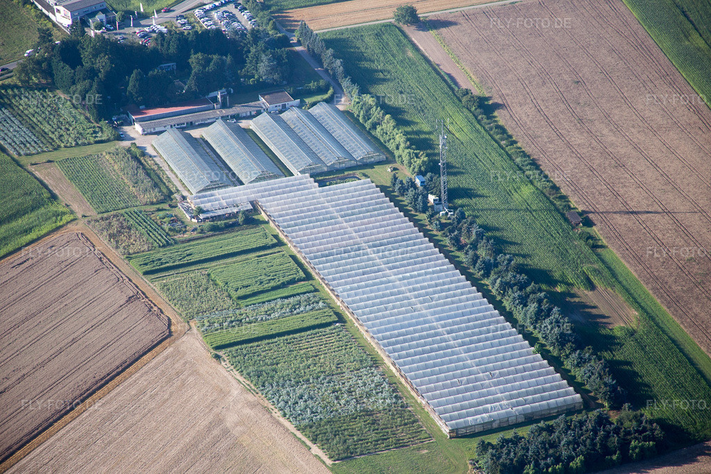 Luftbild: Hirt Blumen im Ortsteil Mechtersheim in Römerberg im Bundesland Rheinland-Pfalz in Deutschland. Foto: IMG_092463.jpg vom 01.08.2016 durch Werner Riehm/FLY-FOTO.de