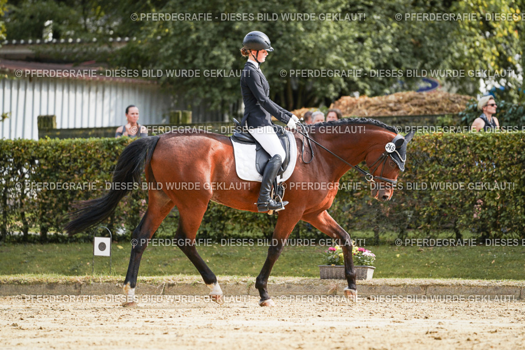 DSC04327 | Pferdegrafie