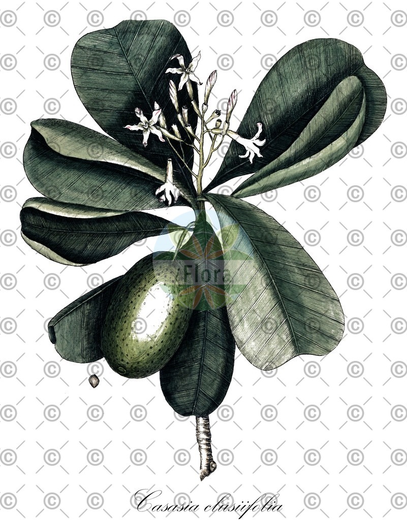 HistAbb_wfo-0000809944_2_ENZY_Simple | Historische Abbildung von Casasia clusiifolia - Rubiaceae | Historical Illustration of Casasia clusiifolia - Rubiaceae