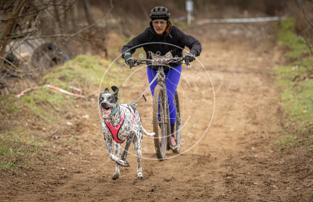 DV3A1290 | Hundefotografie, Tierfotograf, Pfotenfotografie, Fotoshooting Hund, Hunde Portrait, Hundesport, Hundeportraits, Heideshooting, Hunde, Sportfotograf, Hundefotograf, Turnierhundsport, THS,  - Realisiert mit Pictrs.com