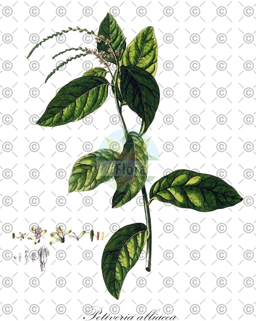HistAbb_wfo-0000267922_1_ENZY_Simple | Historische Abbildung von Petiveria alliacea - Petiveriaceae | Historical Illustration of Petiveria alliacea - Petiveriaceae (anamú)