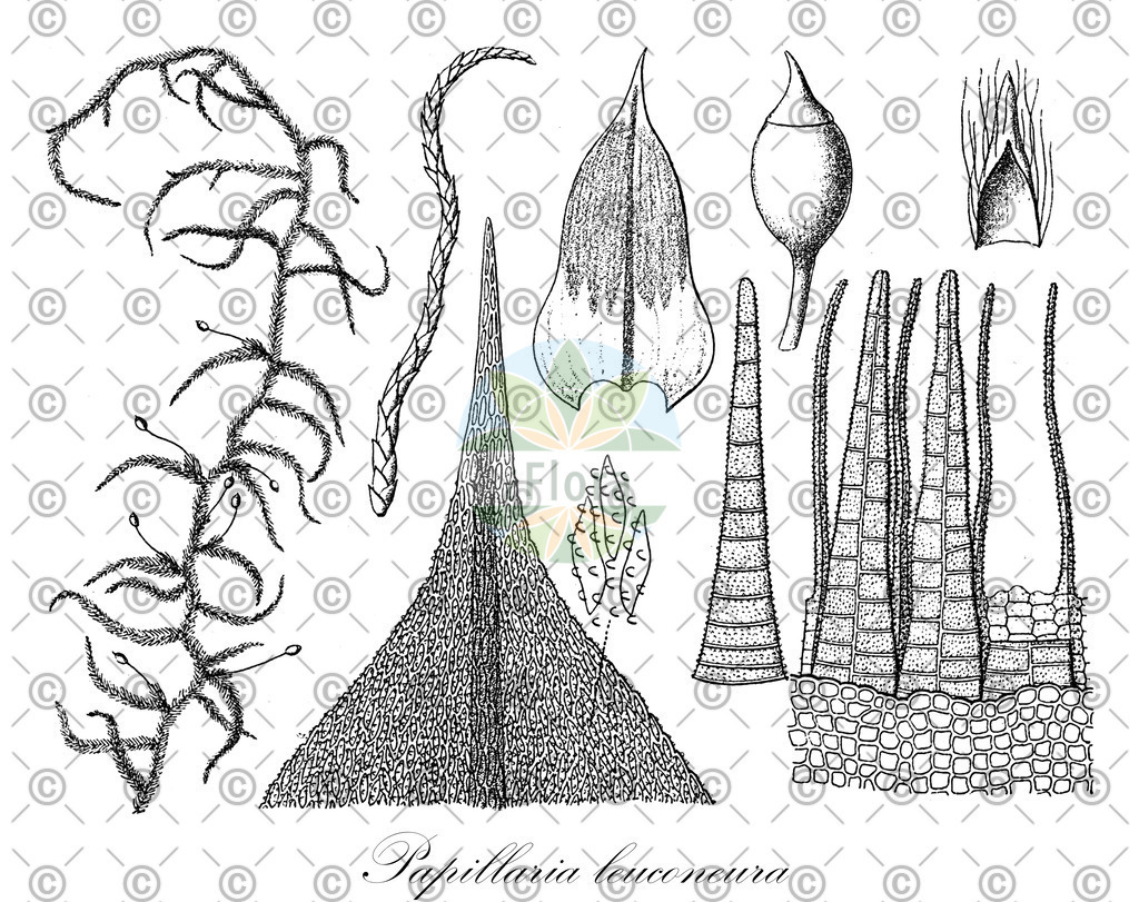HistAbb_wfo-0000138187_1_ENZY_Simple | Historische Abbildung von Papillaria leuconeura - Meteoriaceae | Historical Illustration of Papillaria leuconeura - Meteoriaceae