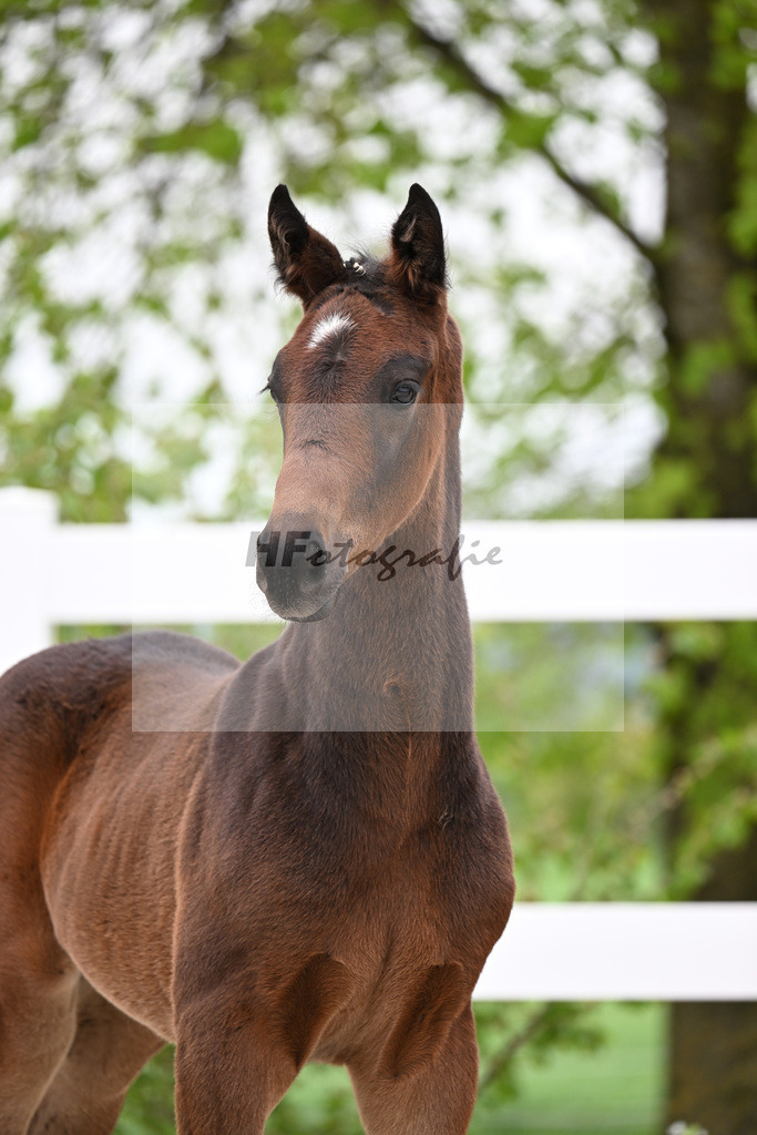 Kat-Nr. 8 HF Tesino RS x Benetton Dream_Greim_23260900 | hf-fotografie - Realisiert mit Pictrs.com