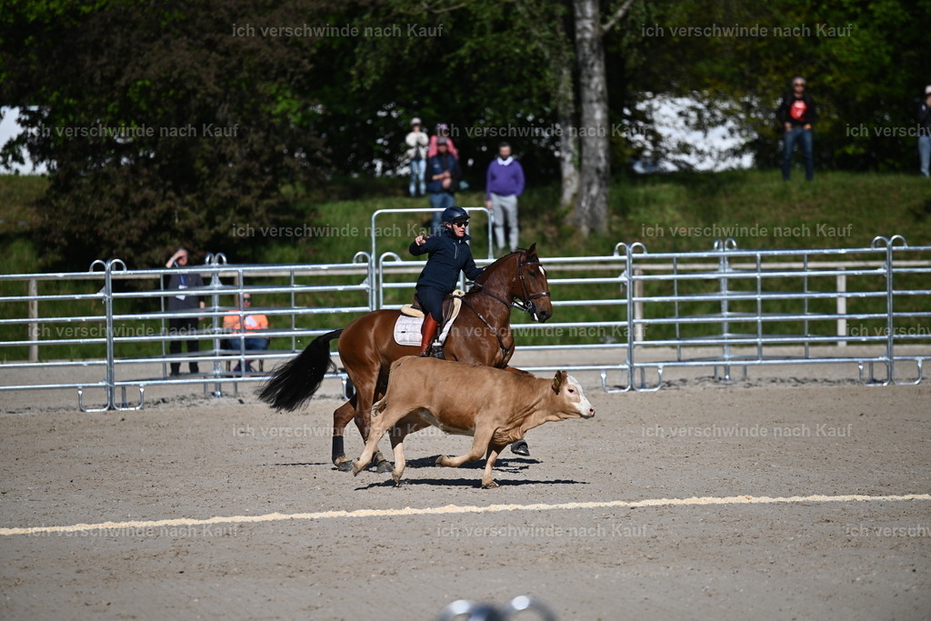 PI26_COW_Sara Landvogt226_7065.JPG | working equitationturnier fotograf videograf stoibphotography marixx film working equitation deutschland reitsport turnierfotografie eventfotografie equestrian events