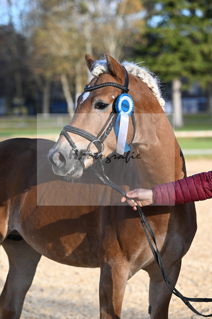 Kat-Nr. 3 Benz-E v. Blitz-U_Wendlinger_43250889 | hf-fotografie - Realized with Pictrs.com