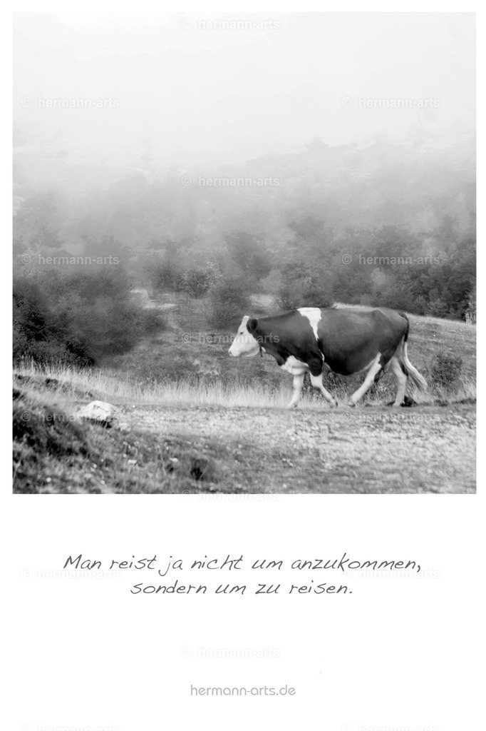 PK_Zitate_10x15_BW-037 | Photo Foto Kunst Art schwarzweiss Bilder Rheine Münster Berlin Blumen 