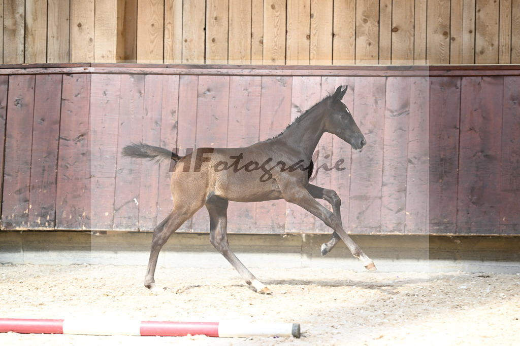 Kat-Nr. 25 HF Dynamic Dream x Serano Gold_Lommel_32240271 | hf-fotografie - Realizzato con Pictrs.com