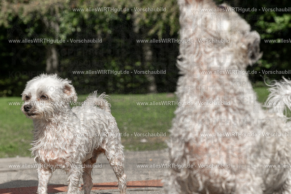 Hundeschwimmen_Volksbad_2026-allesWIRTHgut_Tierfotografie-2609061519-FAY07191 | Professionelle Tierfotografie in Mönchengladbach von Daniel Wirth (allesWIRTHgut). Liebevolle & natürliche Bilder von Hunden & Katzen für unvergessliche Erinnerungen.
