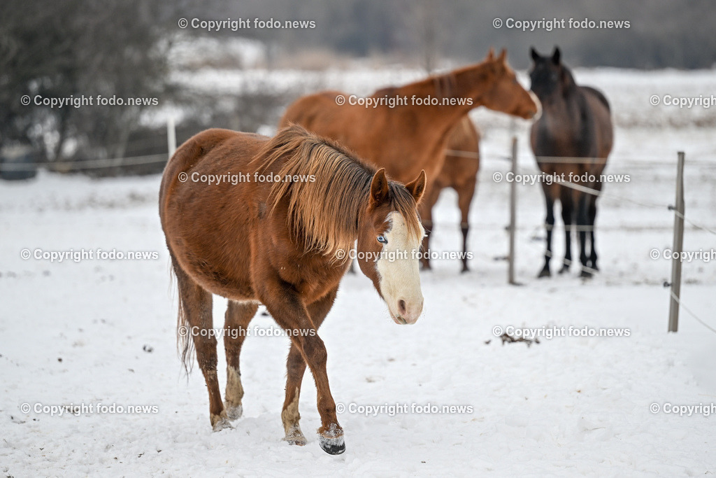 Slowakei_ Durcina_ Ranch Simba_ 06.01.2026-26 | 06.01.2026, Rajec, SVK, Themenbild, Pferde, im Bild Pferd, Pferde, Stute, Hengst, Fohlen, Quarter Horse, Ranch, Weide, Hof, Wiese, Stall, Nutztier, Tier, Winter, Schnee