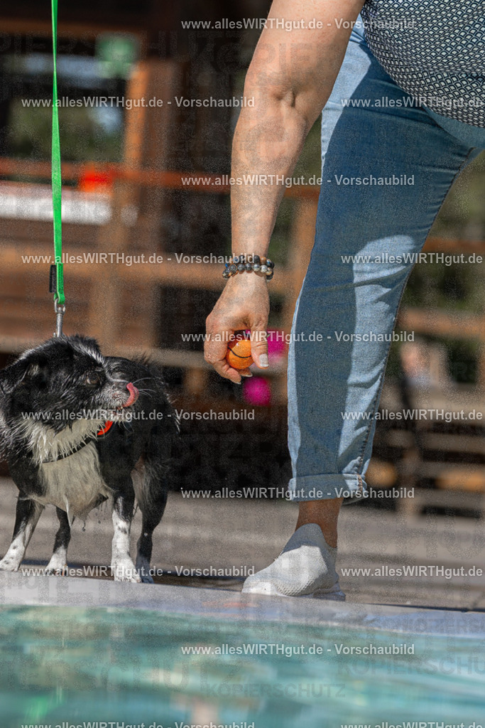 Hundeschwimmen_Volksbad_2026-allesWIRTHgut_Tierfotografie-2609061227-FAY06473 | Professionelle Tierfotografie in Mönchengladbach von Daniel Wirth (allesWIRTHgut). Liebevolle & natürliche Bilder von Hunden & Katzen für unvergessliche Erinnerungen.