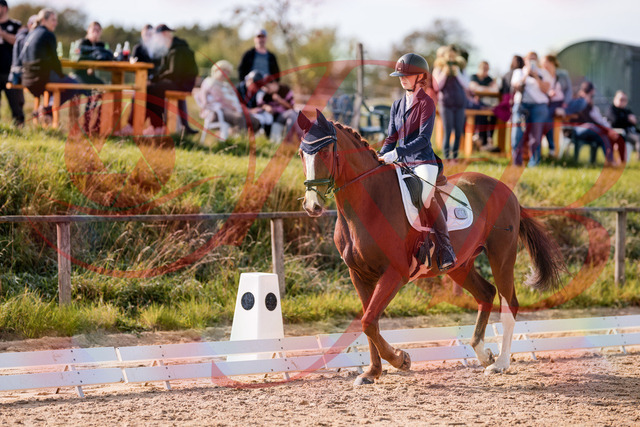 2026_10_03_Siefer-Hof_123411_Z81_31835324 | Professionelle Reitsport-, Turnier- und Eventfotografie von Robert Broda. Galerien mit ausgewählten und bearbeiteten Bildern direkt online ansehen und bestellen.