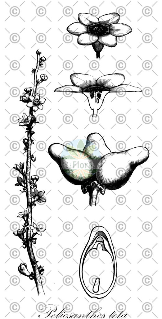 HistAbb_wfo-0000472083_1_ENZY_Simple | Historische Abbildung von Peliosanthes teta - Asparagaceae | Historical Illustration of Peliosanthes teta - Asparagaceae