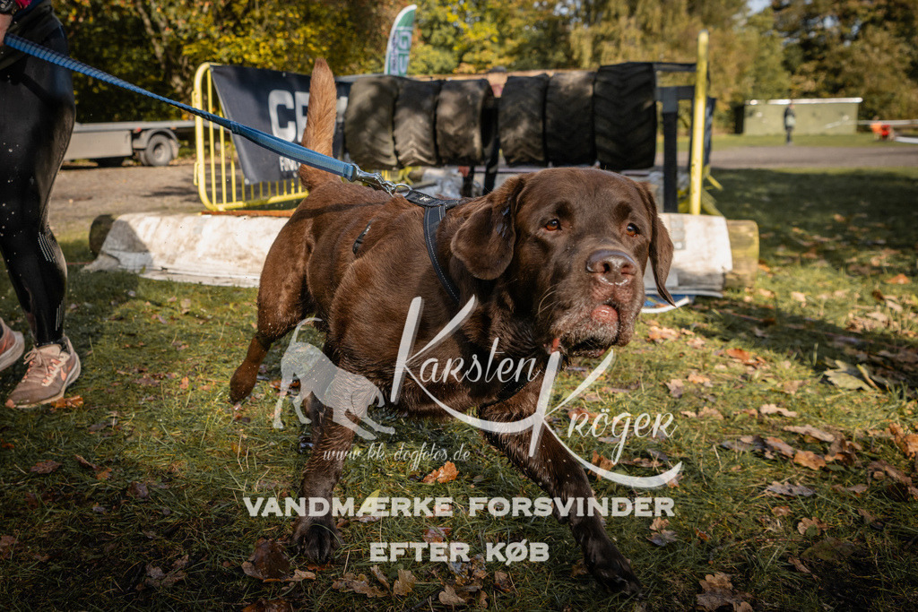 1158_ZZ93959 | kk-dogfotos