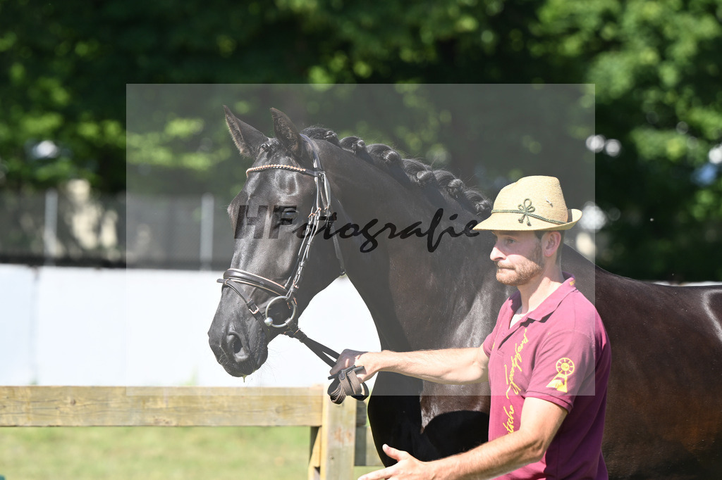 Kat-Nr. 68 Selma v. Don Royal_Eder_19251252 | hf-fotografie - Realizzato con Pictrs.com