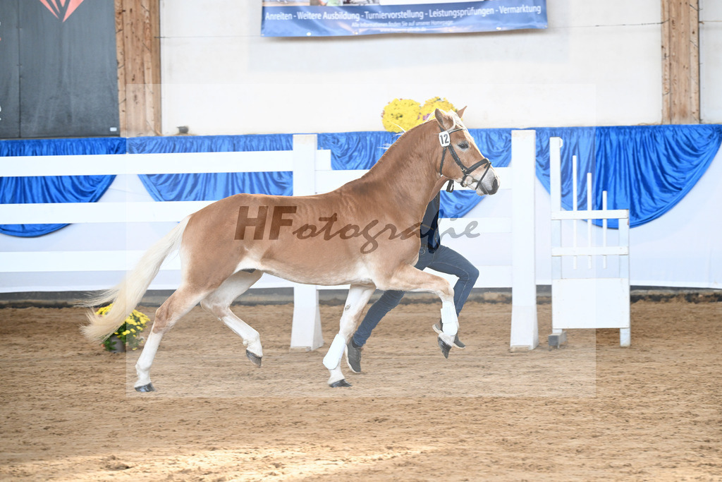 Kat-Nr. 12 Amaretto Ass v. Abraxas_Kern_48250247 | hf-fotografie - Realisiert mit Pictrs.com