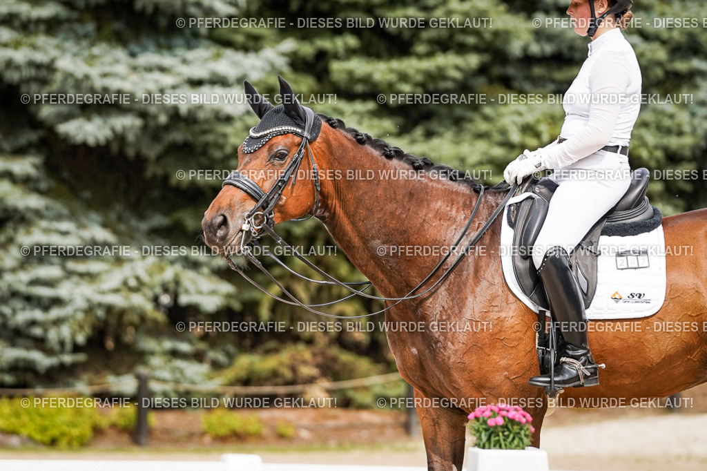 DSC06807 | Pferdegrafie