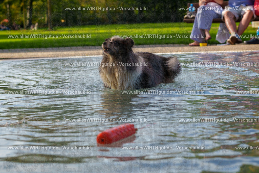 Hundeschwimmen_Grefrath_2026-allesWIRTHgut_Tierfotografie-15_06-FAY01111 | Professionelle Tierfotografie in Mönchengladbach von Daniel Wirth (allesWIRTHgut). Liebevolle & natürliche Bilder von Hunden & Katzen für unvergessliche Erinnerungen.