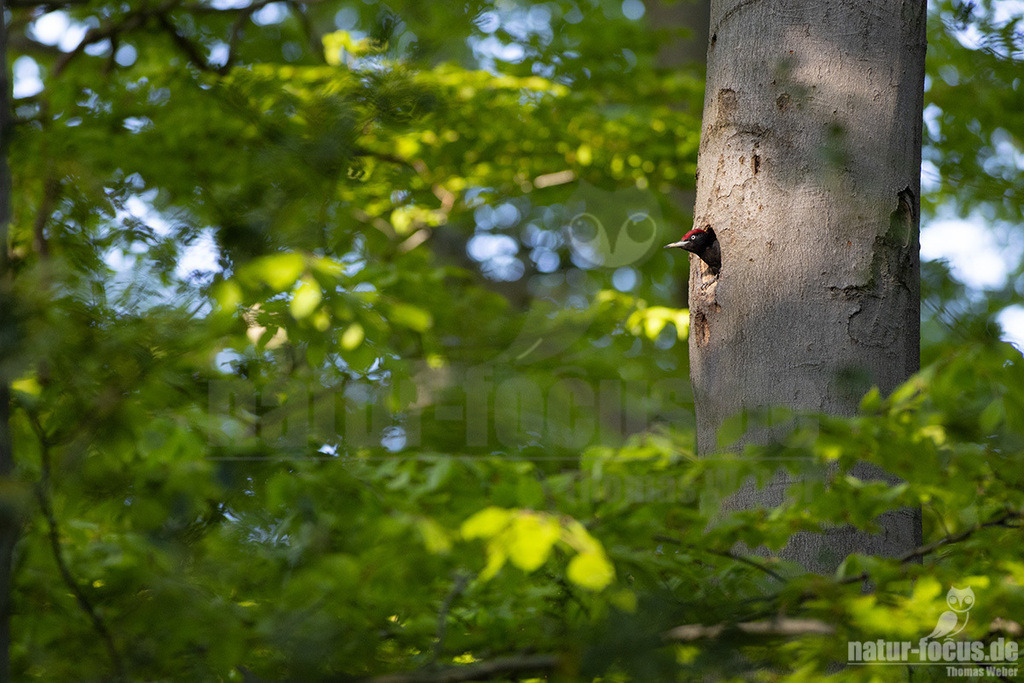 5DNF8489_20220508 | Der Schwarzspecht ist ein Vertreter der Gattung Dryocopus innerhalb der Unterfamilie der Echten Spechte. Der in Mitteleuropa durch seine überwiegende Schwarzfärbung und die rote Scheitelfärbung unverwechselbare Vogel ist etwa krähengroß und mit Abstand der größte europäische Specht. - Realisiert mit Pictrs.com