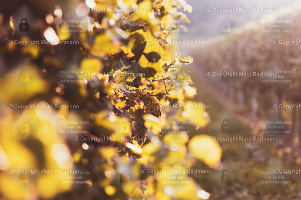 EOSR0883-Verbessert-SR | Marc Bartmann - Fotografie Schriesheim - Realisiert mit Pictrs.com