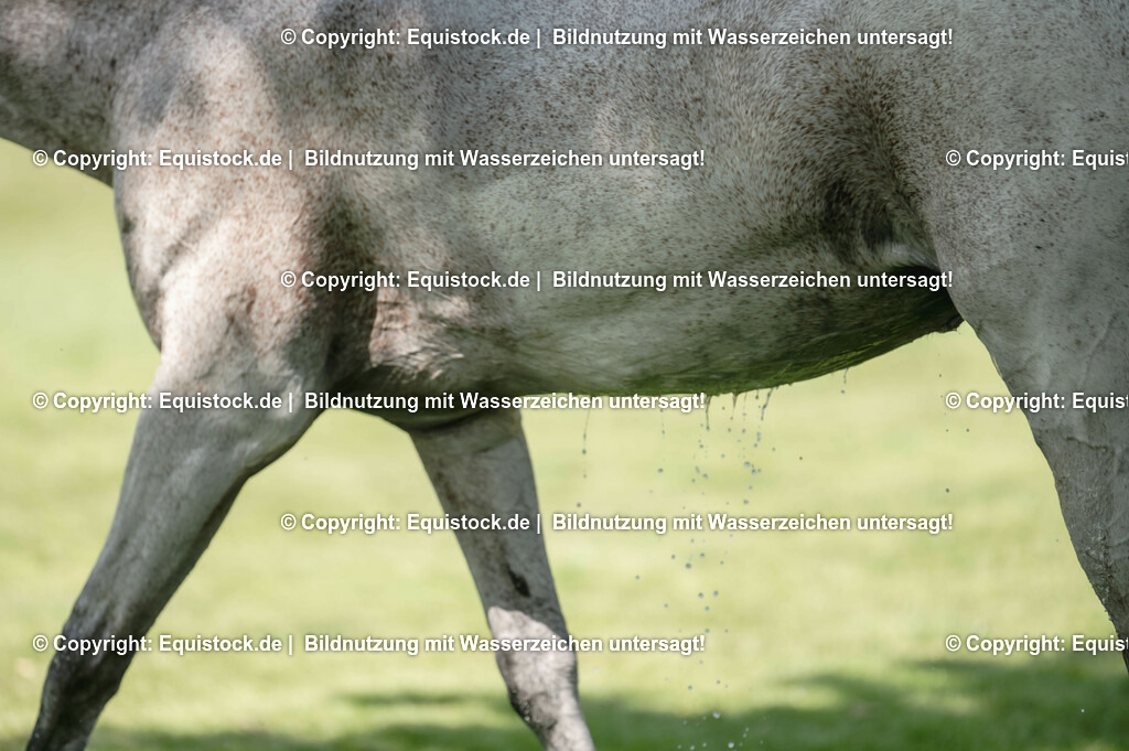 20230527_27_CCI4_Gelände_0062 | equistock