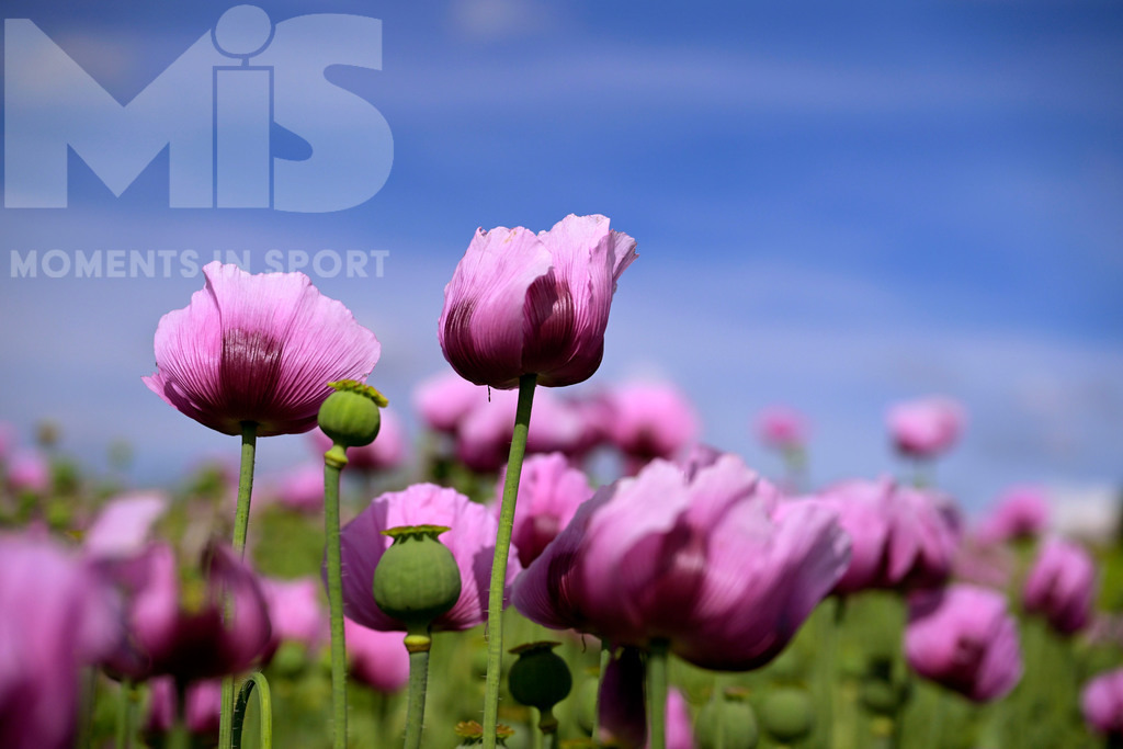 MIS_180818cm005 | 08.06.2022,  Türkheim, Unterallgäu,  Lila Mohnblüten auf einem Mohn-Feld.  - Realisiert mit Pictrs.com
