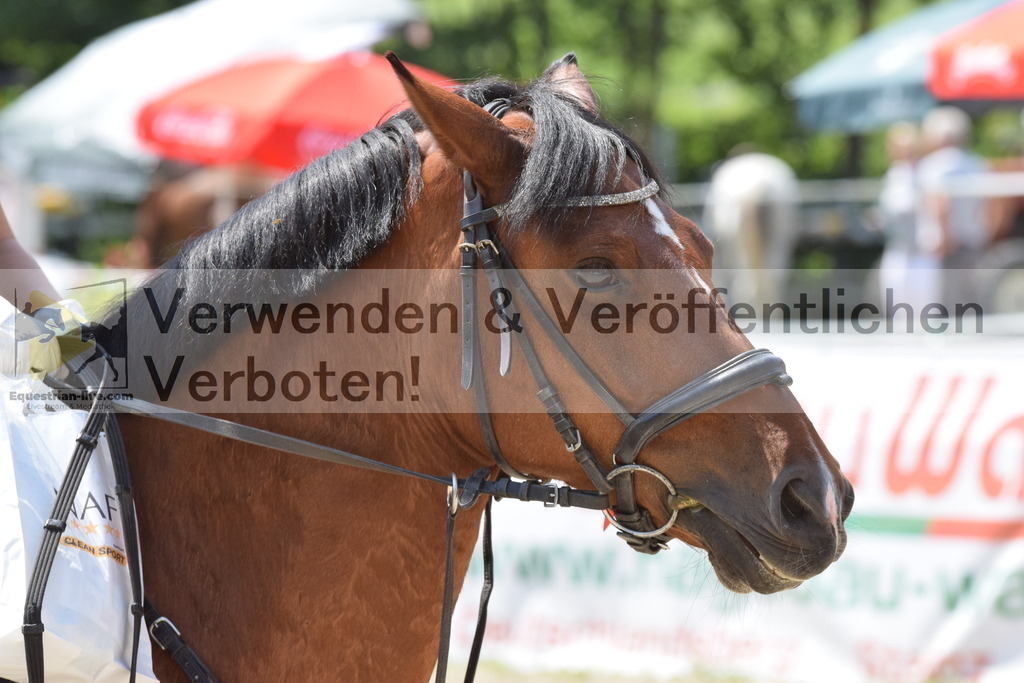 DSC_0041 | equestrian-live-com