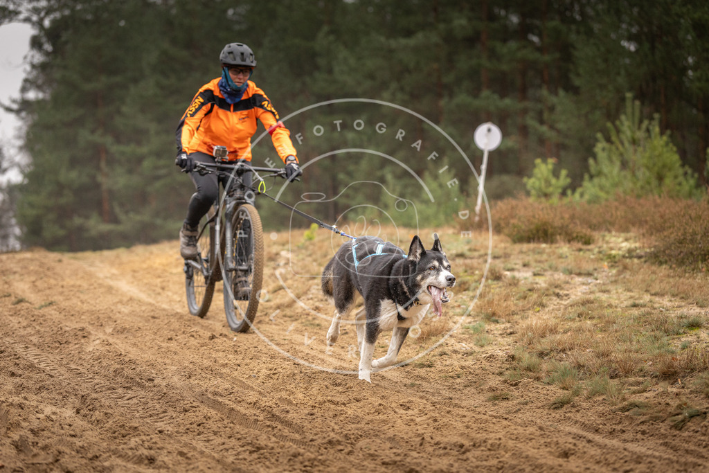 Pfotenfotografie_DV3A3763 | Hundefotografie, Tierfotograf, Pfotenfotografie, Fotoshooting Hund, Hunde Portrait, Hundesport, Hundeportraits, Heideshooting, Hunde, Sportfotograf, Hundefotograf, Turnierhundsport, THS,  - Realisiert mit Pictrs.com