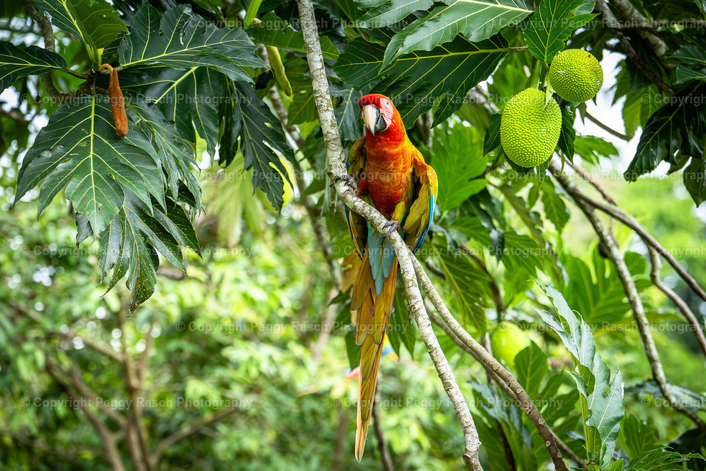 Ara (13) | PeggyRaschPhotography - Realisiert mit Pictrs.com