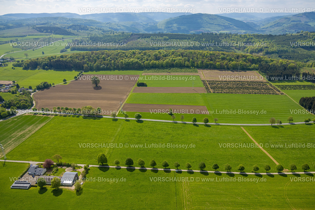 Brilon240503322 | Luftbild, Baumplantagen, Wiesen und Felder, Baumallee Elmerborg und Theodor Ridder Landwirt Landwirtschaftsbetrieb, Fernsicht mit Wald und Bergkette, Altenbüren, Brilon, Sauerland, Nordrhein-Westfalen, Deutschland
