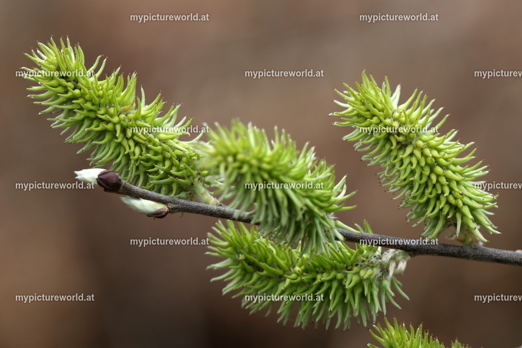 Ohr-Weide-003 | Das Bilderarchiv über Tiere, Planzen und Landschaften. In der Bilddatenbank finden Sie ein große Auswahl an hochwertigen Bilder für Ihre Werbung - Realized with Pictrs.com