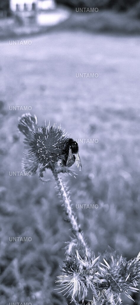 Hummel auf Blüte SW | untamo - Realisiert mit Pictrs.com