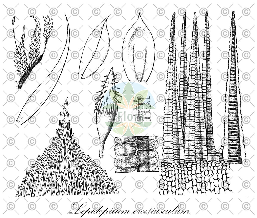 HistAbb_wfo-0000459657_1_ENZY_Simple | Historische Abbildung von Lepidopilum erectiusculum - Callicostaceae | Historical Illustration of Lepidopilum erectiusculum - Callicostaceae