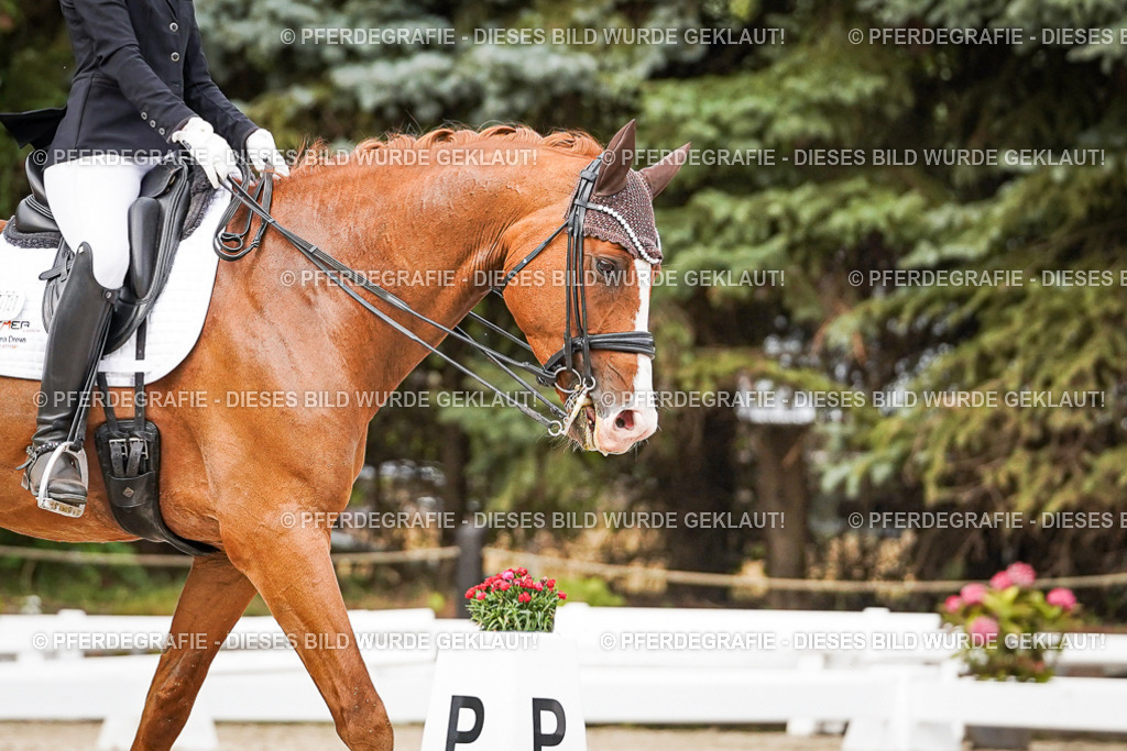 DSC07252 | Pferdegrafie