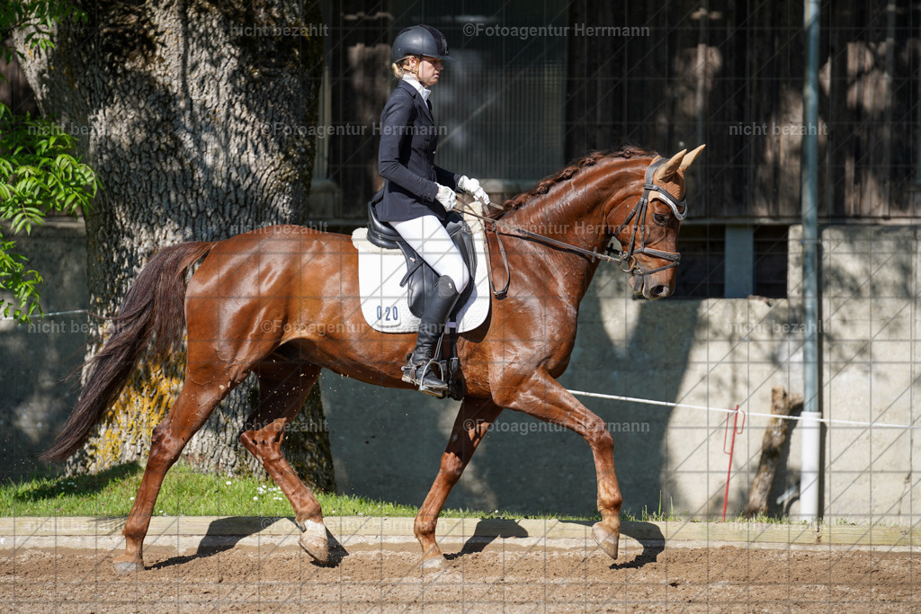 20240519-FAH04614 | Turnierbilder Niederseeon 2024, Vielseitigkeitsdressur, Reitsportbilder aus dem Landkreit Ebersberg, Gut Steinsee, RC Steinsee, Fotoagentur Herrmann