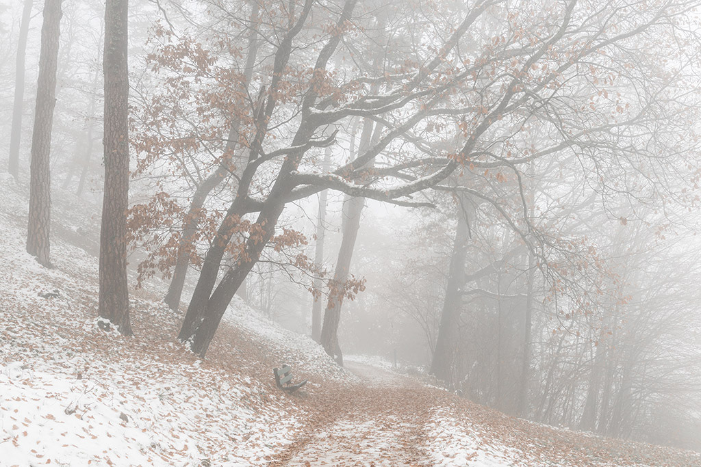 Winternebel im Wald | im Winter. - Realisiert mit Pictrs.com