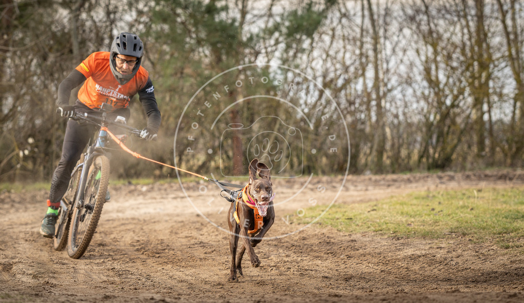 Pfotenfotografie_DV3A7629 | Hundefotografie, Tierfotograf, Pfotenfotografie, Fotoshooting Hund, Hunde Portrait, Hundesport, Hundeportraits, Heideshooting, Hunde, Sportfotograf, Hundefotograf, Turnierhundsport, THS,  - Realisiert mit Pictrs.com