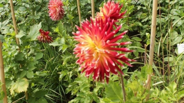 dahlie | Verkauf von Fotos und  Videoclips zumThema Natur.Motive sind Pflanzen, Tiere, Landschaftenund Wetter - Realisiert mit Pictrs.com