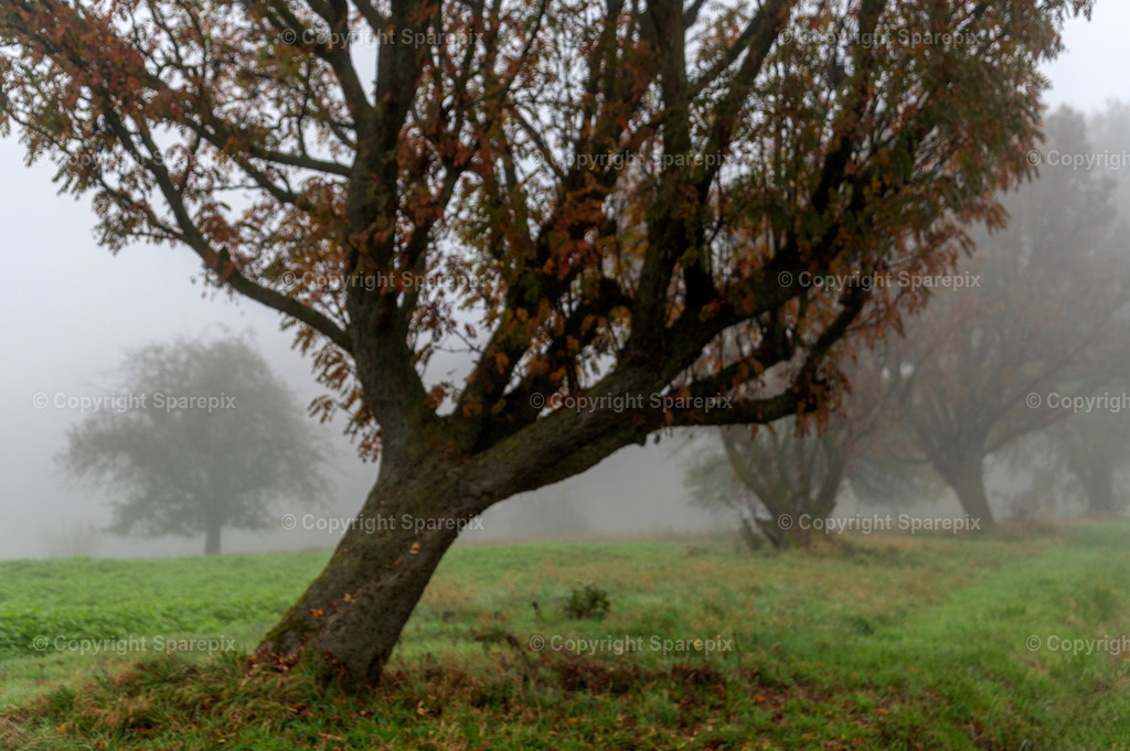 CRO_Autumn_Trees29_Bokeh | sparepix - Realisiert mit Pictrs.com