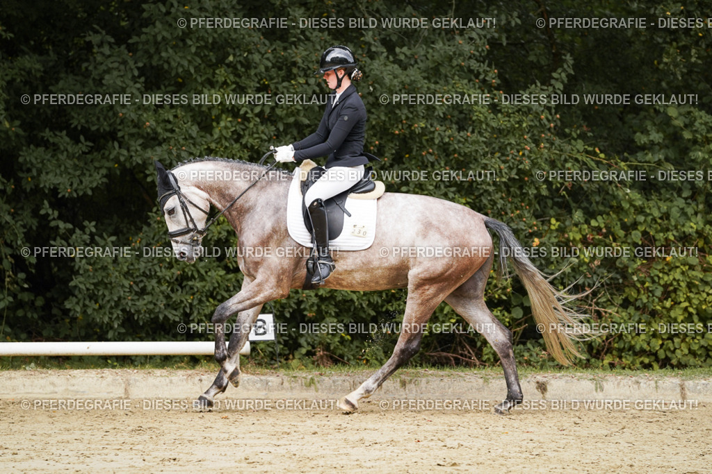 DSC00806 | Pferdegrafie