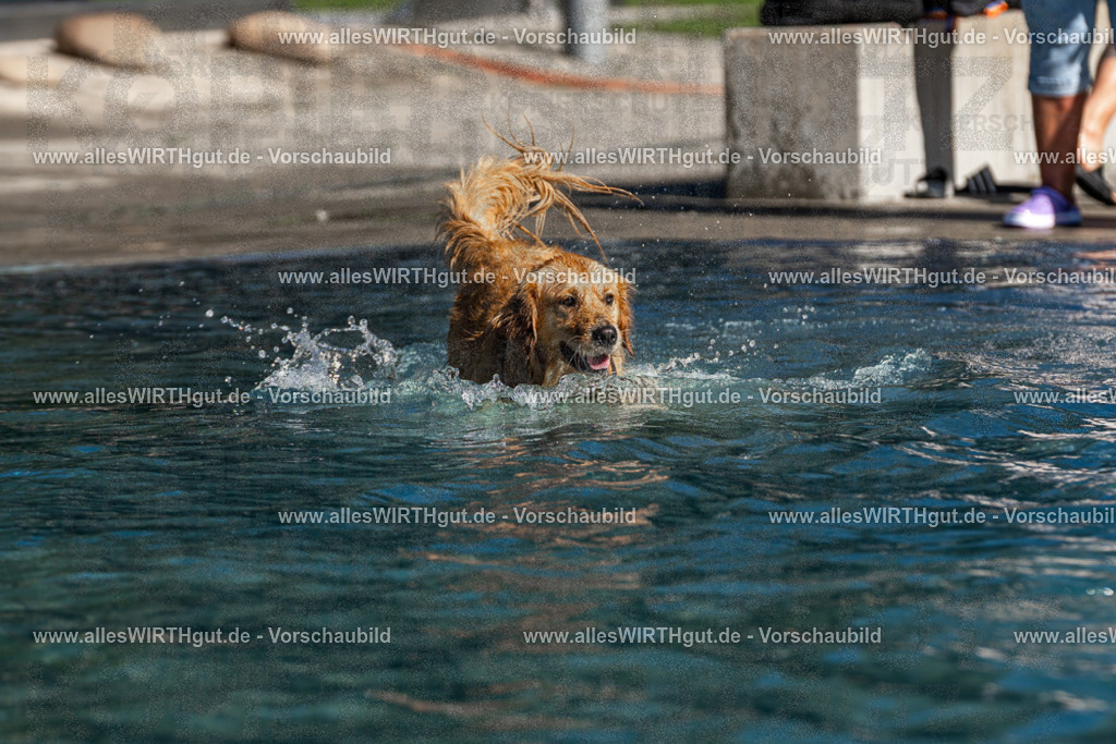 Hundeschwimmen_Volksbad_2026-allesWIRTHgut_Tierfotografie-2609061108-FAY06157 | Professionelle Tierfotografie in Mönchengladbach von Daniel Wirth (allesWIRTHgut). Liebevolle & natürliche Bilder von Hunden & Katzen für unvergessliche Erinnerungen.