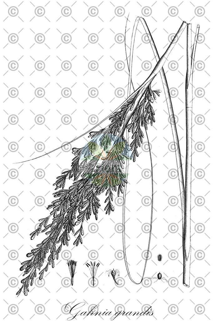 HistAbb_EMP_122833_1_SIMPLE | Historische Abbildung von Gahnia grandis - Cyperaceae | Historical Illustration of Gahnia grandis - Cyperaceae