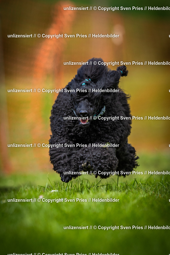 Sven Pries | 2025-04-13 - Hunderennen Baden-Baden - Realisiert mit Pictrs.com