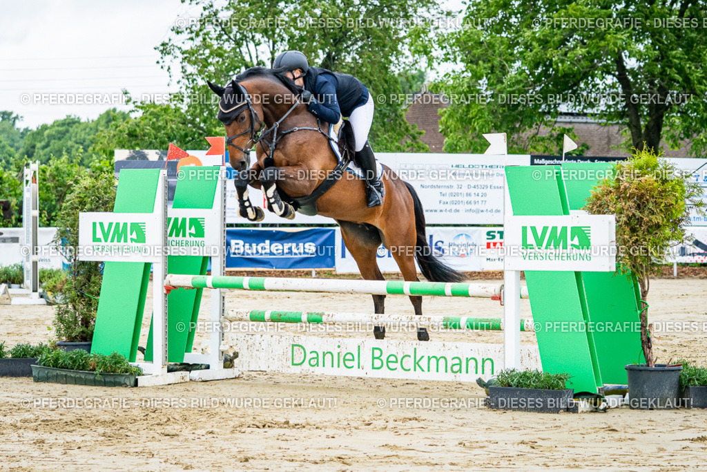 DSC02172 | Pferdegrafie